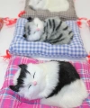 Yastıkta Uyuyan Kedi Sesli Alk25