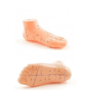 Ayak Akupunktur Bölgesi Maketi