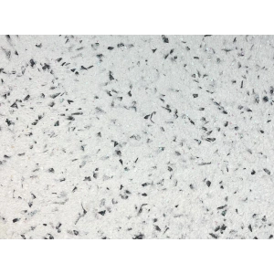 DKS - 1 No: 14