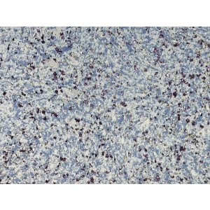 DRS - 1 No: 24