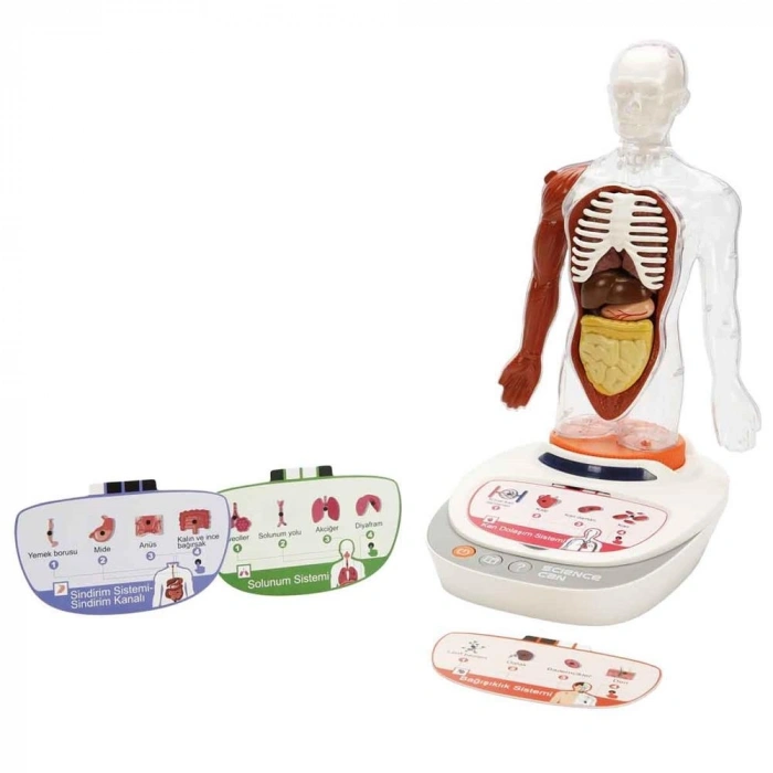 Mey İthalat® S00005280 BİLİM SET İNSAN VÜCUDU MODELİ 23PRÇ