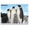 Mey İthalat®  Prime 3D - Penguen Pelüş ve Selfie 48 Parça Puzzle 15809