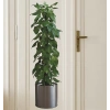 Mey İthalat® Saksılı Bitki Tasarımlı Yapışkanlı Sticker Resim 90*30 cm MC-665