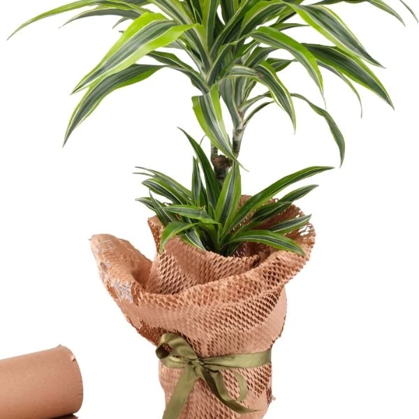 Bal Kağıt 30 Cm X 250 M