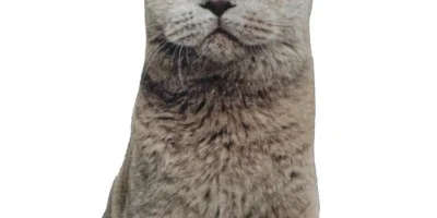 Ev Dekorasyonunda Kedi Temalı Dokunuşlar: 3D Kedi Yastık Rehberi - Nishev