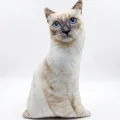 3d Dijital Baskılı Dekoratif Kedi Yastık