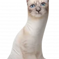 3d Dijital Baskılı Dekoratif Kedi Yastık