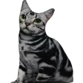 American Shorthair 3D Dijital Baskılı Lüks Kedi Yastığı