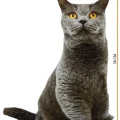 3D Dijital baskılı kedi yastık BRİTİSH SHORTHAİR kedi
