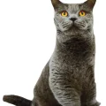 3D Dijital baskılı kedi yastık BRİTİSH SHORTHAİR kedi