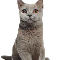 3d Dijital Baskılı Dekoratif Kedi Yastık Duman