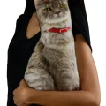 3d Dijital Baskılı Dekoratif Kedi Yastık