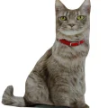 3d Dijital Baskılı Dekoratif Kedi Yastık