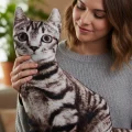 3d Dijital Baskılı Dekoratif Kedi Yastık Tekir
