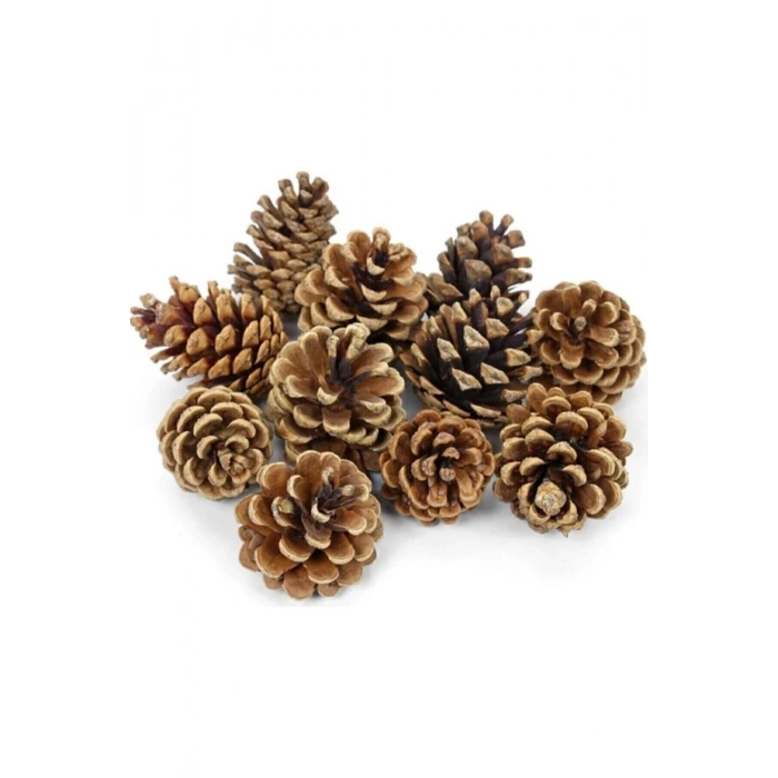 20 Adet Doğal Kozalak