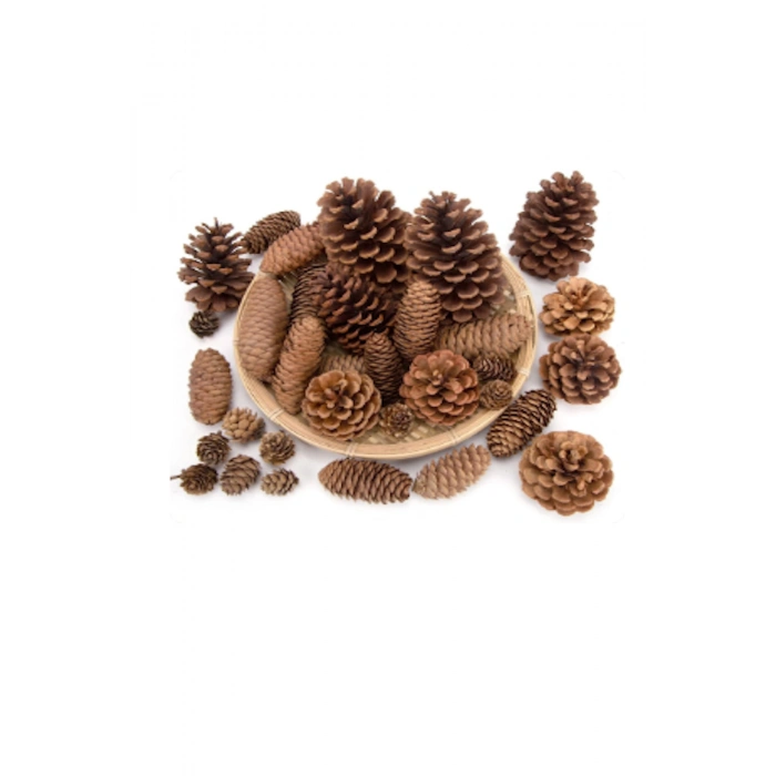 Çam Kozalak 20 Adet