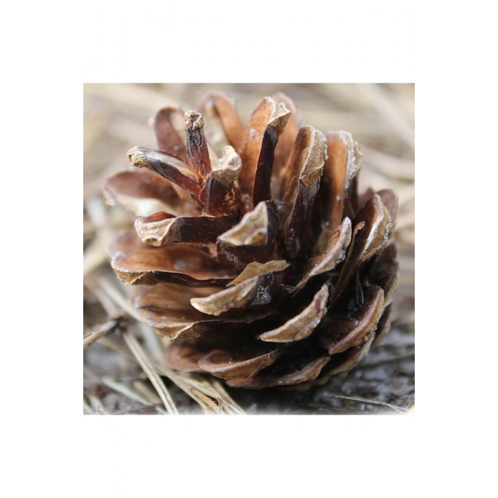 Çam Kozalak 20 Adet