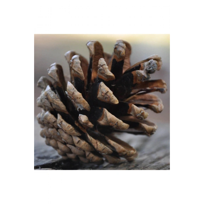 Çam Kozalak 20 Adet