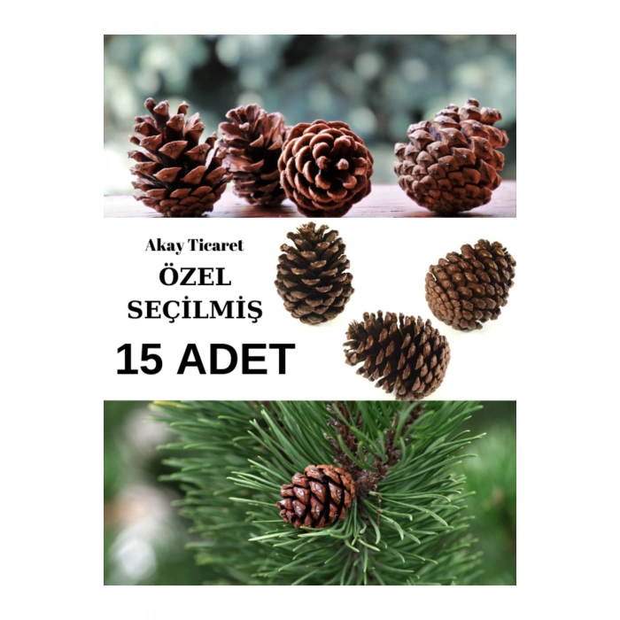 Çam Kozalağı Kaliteli Seçilmiş 15 Adet Doğal Çam Doğal Dekoratif Süsleme Kozalak Yılbaşı Süsü