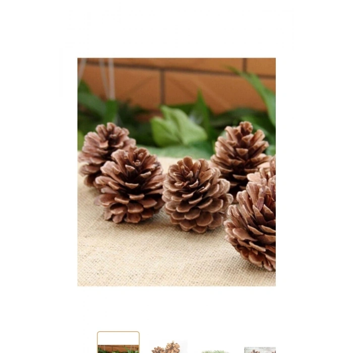 Çam Kozalağı 5 Adet Doğal Çam Kozalağı Doğal Kozalak Dekoratif Kozalak Süsleme Kozalak