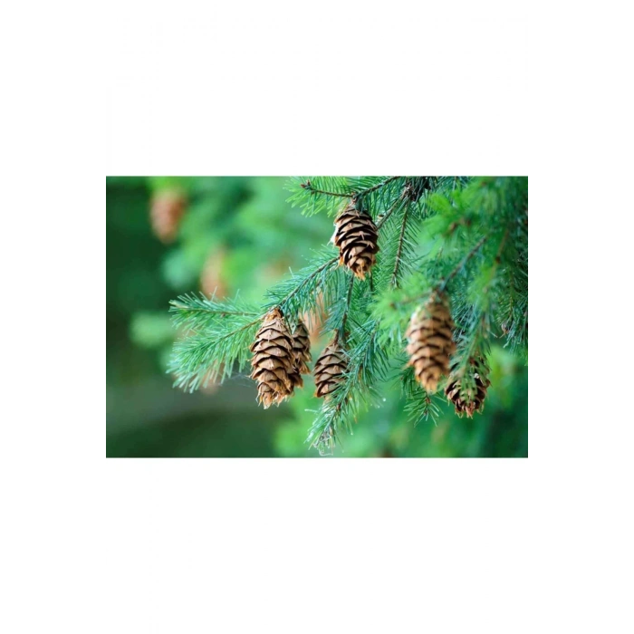 Dekoratif Doğal Çam Kozalağı Pinecone Kozalak 10 Adet