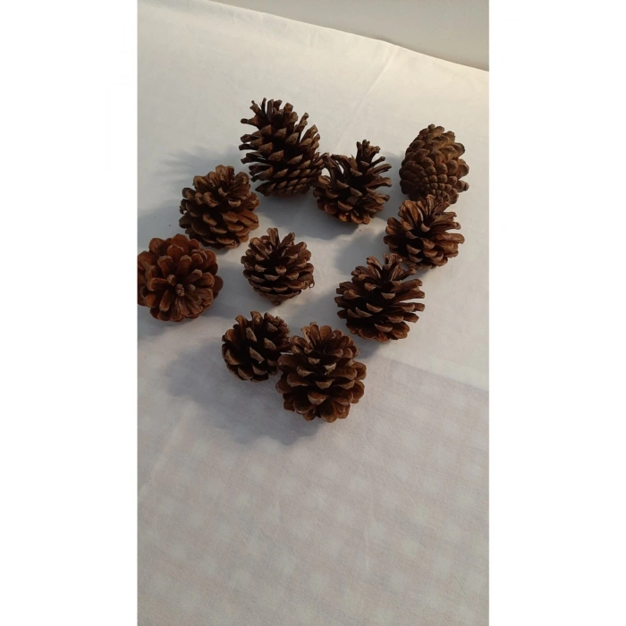 Dekoratif Doğal Kozalak