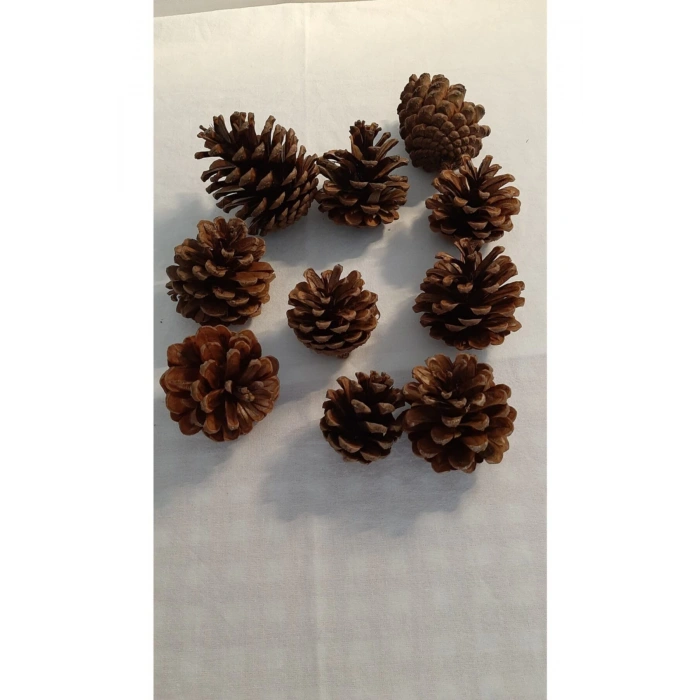 Dekoratif Doğal Kozalak 30 Adet