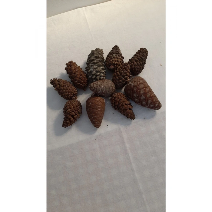 Dekoratif Doğal Kozalak