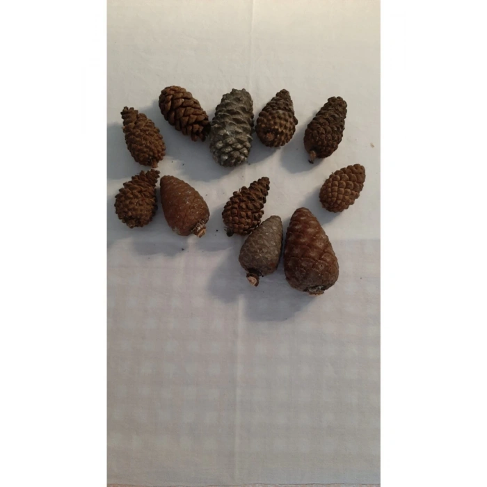 Dekoratif Doğal Kozalak 30 Adet