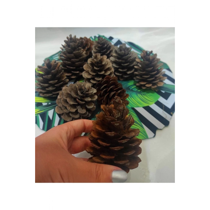 Doğal Boyasız Orta Boy 8li Kozalak Yılbaşı Ağaç Süs & Masa Süsü