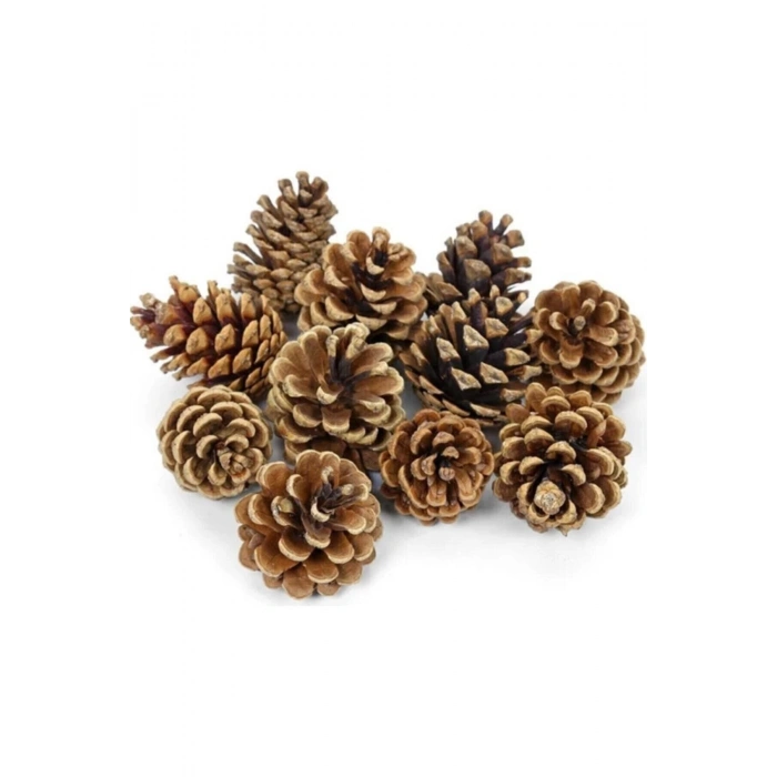 Doğal Boyasız Orta Boy Çam Kozalak