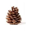 Doğal Çam Ağaçı Dekoratif Hediyelik Yılbaşı Parti Süsü Naturel Kozalak Seti 20 Adet