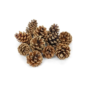 20 Adet Doğal Kozalak