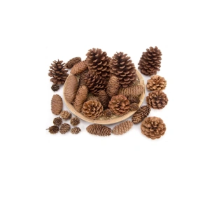 Çam Kozalak 20 Adet