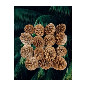 Çam Kozalağı 15 Adet Doğal Dekoratif Süs Kozalağı