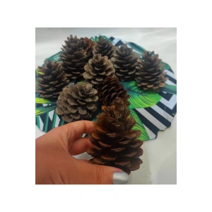 Doğal Boyasız Orta Boy 8li Kozalak Yılbaşı Ağaç Süs & Masa Süsü