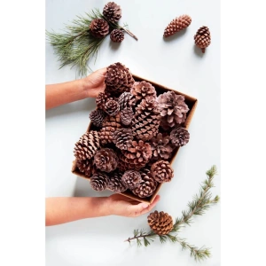 Doğal Boyasız Orta Boy Kozalak Yılbaşı Yemek Masası Ve Çam Süsü - 6 Adet