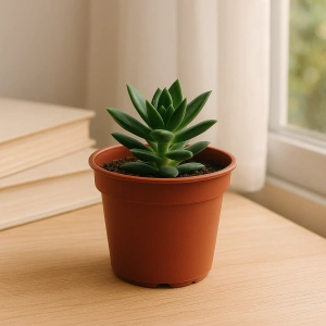 Plastik Orta Boy Saksı (10 Adet) 14cm Genişlik 12 Cm Yükseklik