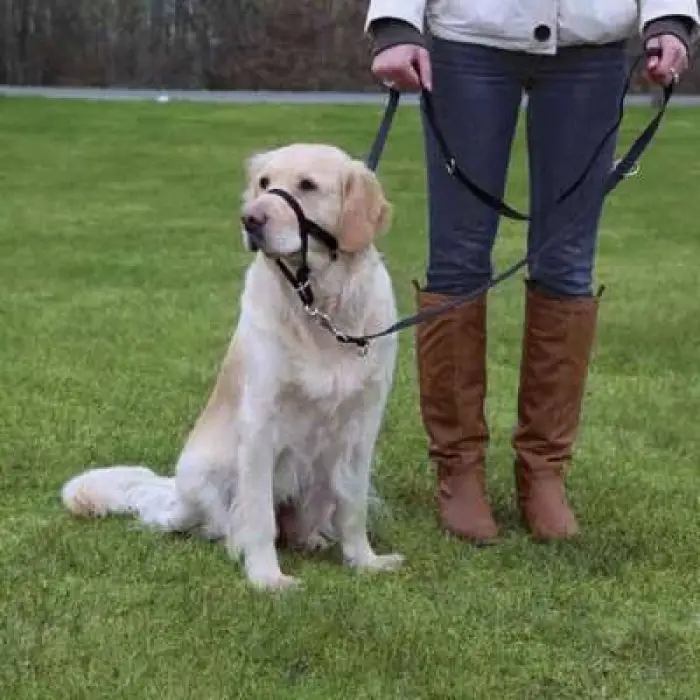 Uzman Köpek Eğitim Tasması Small 22 Cm