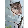 Ağaçtaki