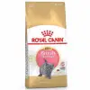 British Shorthair Kitten Yavru Kedi Maması 2 Kg