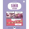 Temel Kavramlarla Sinir Sistemi