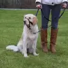 Uzman Köpek Eğitim Tasması Small 22 Cm