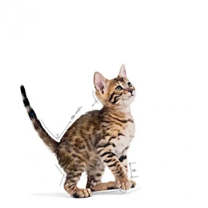 Royal Canin Kitten Sterilised Pouch Kısırlaştırılmış Yavru Konserve Kedi Maması 1 Adet 85 Gr