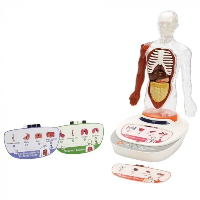 Üreticiniz S00005280 Bilim Set İnsan Vücudu Modeli 23prç