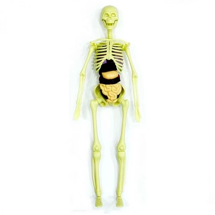 Üreticiniz The Human Body İnsan Vücudu 3d Eğitim Seti 3302