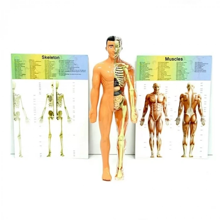 Üreticiniz The Human Body İnsan Vücudu 3d Eğitim Seti 3302