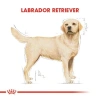 Royal Canin Labrador Retriever Yetişkin Köpek Maması 12 Kg