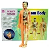 Üreticiniz The Human Body İnsan Vücudu 3d Eğitim Seti 3302