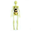 Üreticiniz The Human Body İnsan Vücudu 3d Eğitim Seti 3302